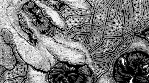 Black and white abstract organic matter animation background