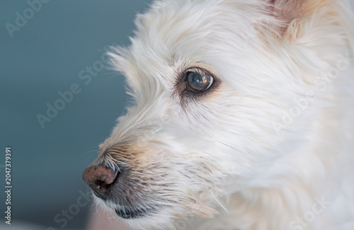 Fotografie White fluffy mix dog attentively watching with keen eyes on a bright blue backgr