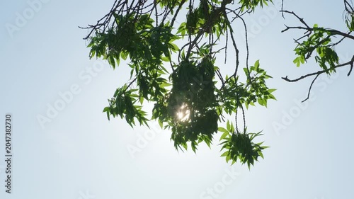 sun is shining through leaves of tree, slow motion
