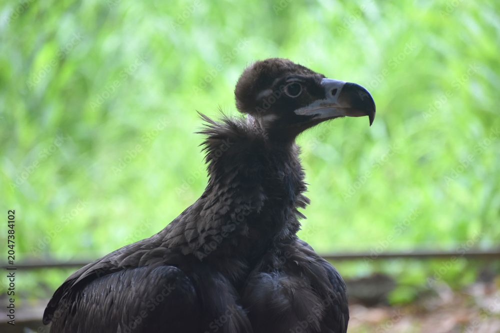 Fototapeta premium Close-Up Portrait of a Young Vulture with Green Bokeh Background