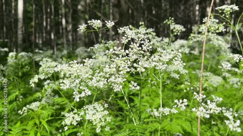 White flowers in a lush green forest with a serene atmosphere
