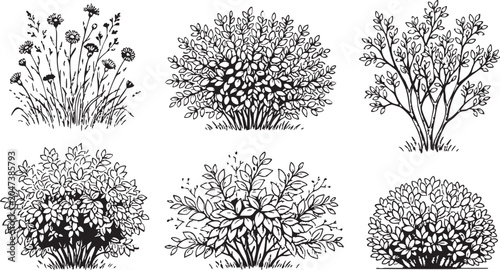Εκτύπωση καμβά Black and white vector illustration of various bushes and flowers in a garden wi
