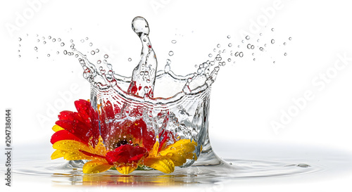 Colorful Gerbera Flowers Creating Dynamic Water Splash Crown Isolated on White Background