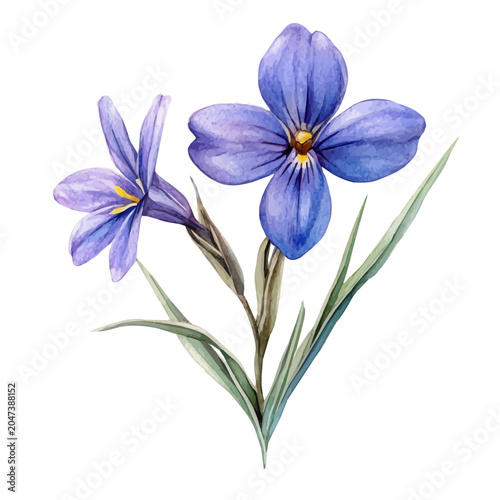 Canvastavla Blue-eyed Grass Flower, watercolor vector clipart, isolated on a white background