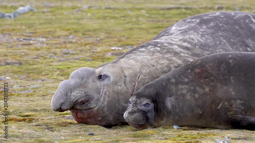 Close Up Of Male And Female Elephant Seals Resting On Grass Before Female Attempts To Escape. Wildlife Video Footage Capturing Natural Breeding Behavior And Marine Mammal Interaction In South Georgia.