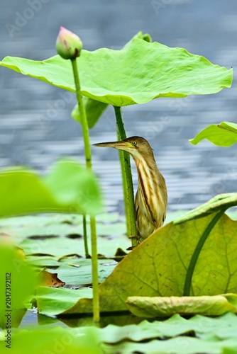 water lilies in the pond