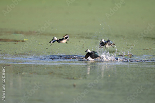 wild ducks on the beach