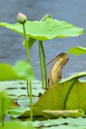 green heron in the pond