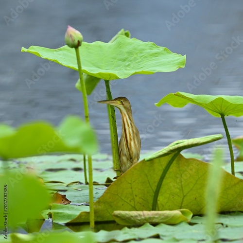 water lily in the pond