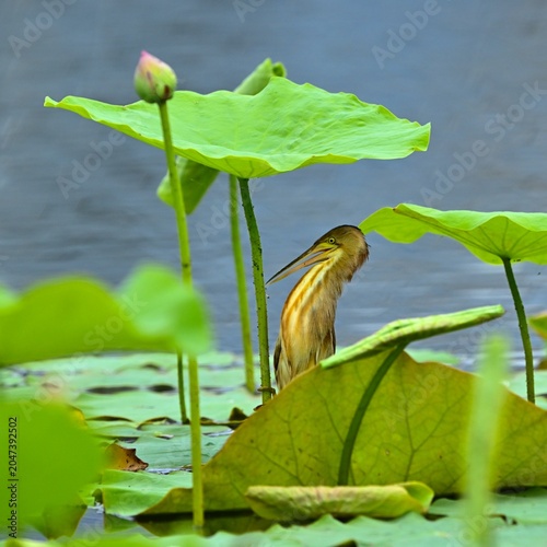 heron in the water