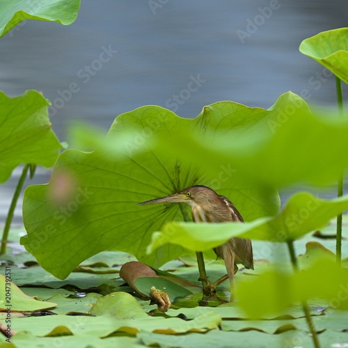 lotus flower in the pond