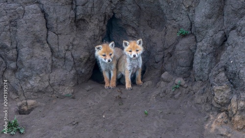 group of wild dogs