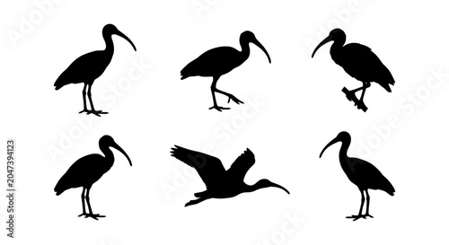 Schilderij op canvas Ibis Bird Silhouettes Collection: Six Diverse Poses, Vector Art for Wildlife and