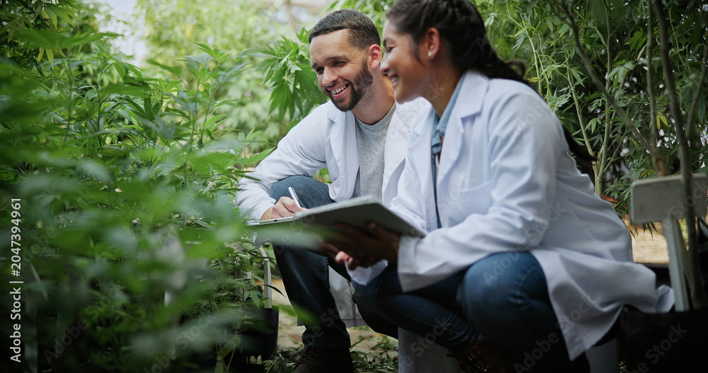 Obraz premium Biologist, farm and discussion with tablet for marijuana, production and checklist for inspection. People, tech and science team with cannabis for growth, study or harvest for medical research