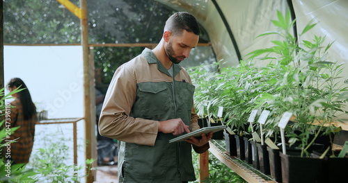 Canvas Print Review, cannabis or man in greenhouse with tablet, growth monitor or checklist in cbd production