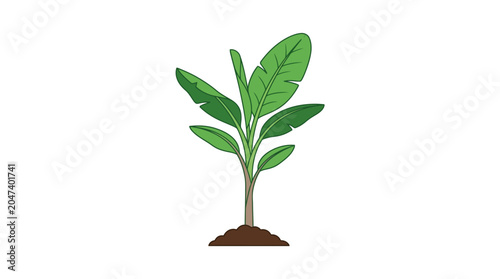 Young Green Plant Seedling Growing in Soil.