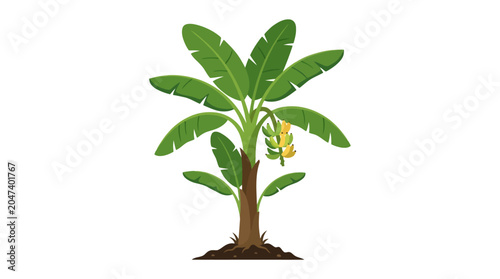 Young Banana Tree with Green Leaves and Fruit.