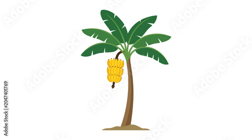 Tropical Banana Tree with Green Leaves and Yellow Fruit.
