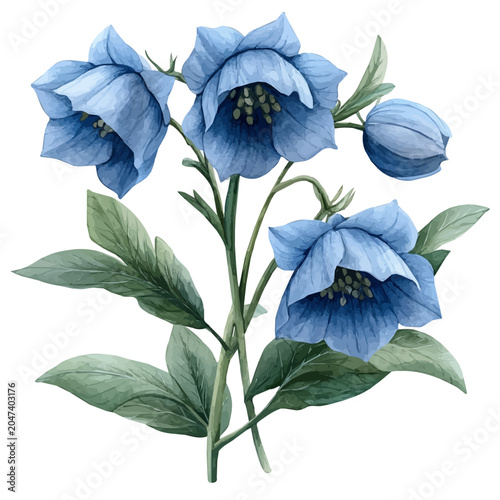 Tableau sur toile Aconite Branch, watercolor vector clipart, isolated on a white background
