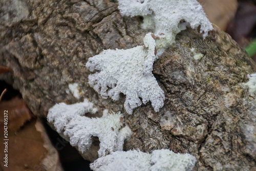 Tablou pe pânză closeup of split gill mushrooms on a tree bark - Schizophyllum commune
