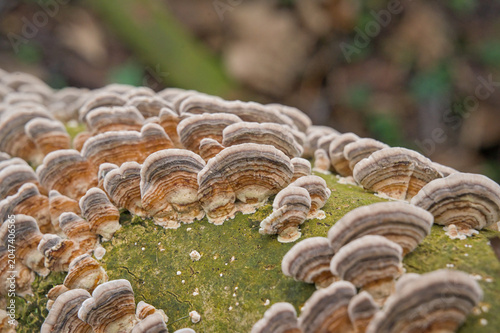 Tableau sur toile closeup of turkey tail mushrooms growing on a tree trunk - Trametes versicolor