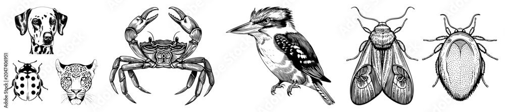 Fototapeta premium Hand drawn sketches of a spotted hound, a crustacean, and a kingfisher. Includes a ladybug, a predator, and various creepy crawlies in fine detail.