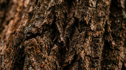 Detailed close-up of rough dark brown tree bark texture in natural outdoor setting