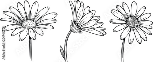 Photos Daisy flower sketch outline set, hand drawn black chamomile botanical illustrati