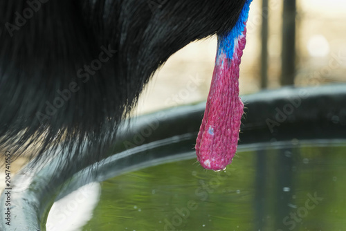 Photos The intricacy of Casanova's feathers texture and crest