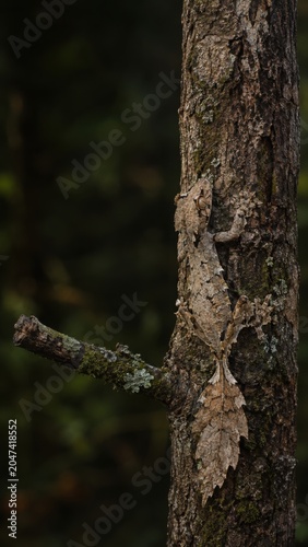 Satanic Leaf Tailed Gecko Camouflaged on Tree Bark
