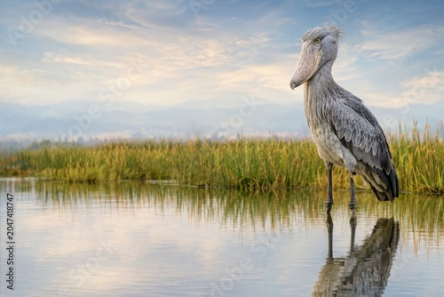 Shoebill Stork Standing in Marsh With Wetland Copy Space