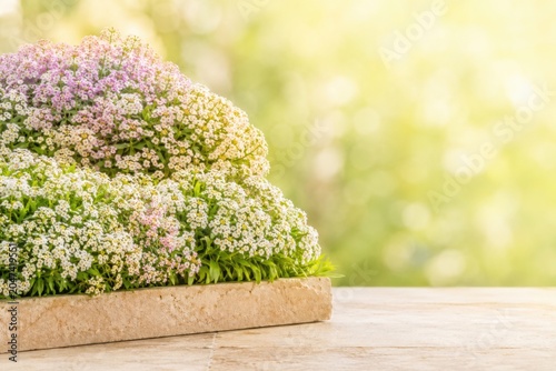 Sweet Alyssum Flowers Border With Copy Space
