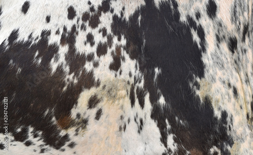 cow skin texture background, bull leather with fur background closeup,  cow hide pattern, The texture is dense and rich, displaying a natural pattern, cow skin hairy texture bull fur animal skin textu
