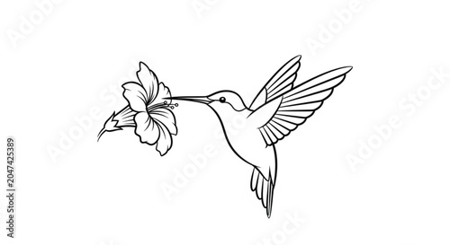 Hummingbird Feeding on Flower Nectar.