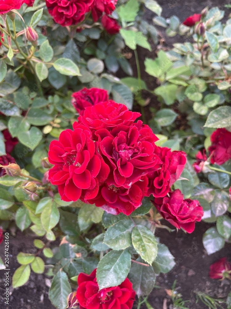 Obraz premium Red Rose Bush Bloom
