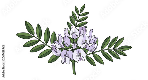 Bild auf Leinwand Licorice plant with purple flowers and green leaves illustration