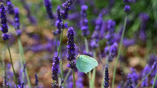 Cleopatra butterfly (Gonepteryx cleopatra) sitting on blossoming lavender in the Provence in France during a sunny summer day. Slow motion clip.