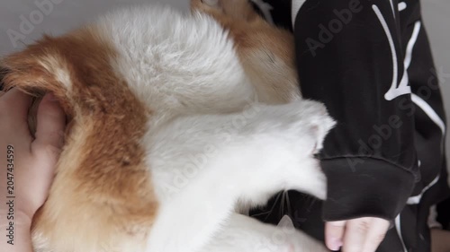 A playful Pembroke Welsh Corgi puppy happily spends time with a child at home, displaying friendliness, fun, and warmth in a cozy home environment. Pet concept.