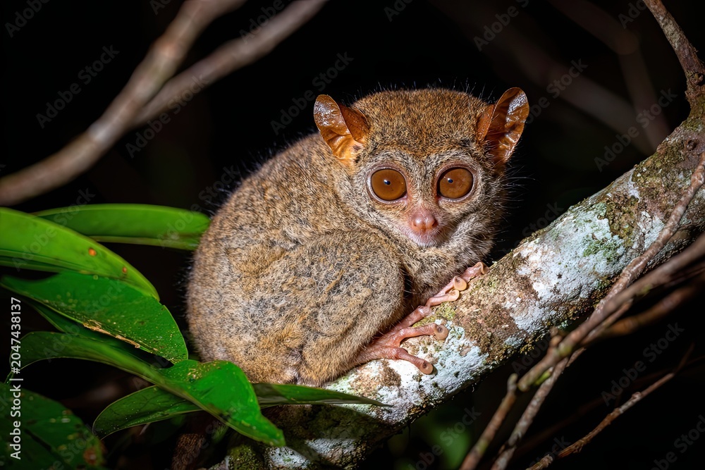 Fototapeta premium Tiny tarsier with enormous amber eyes clinging to a moss-covered tree branch in a dark forest at night.