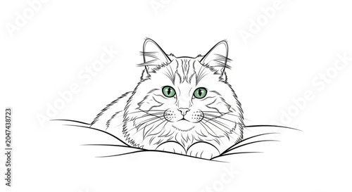 Φωτογραφία A cute cat with whiskers.