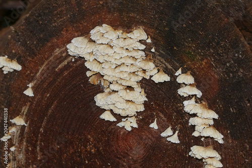 Baumpilz Gemeiner Spaltblättling, Schizophyllum commune