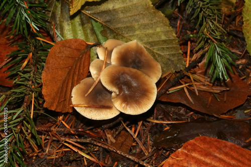 Pilz Horngrauer Rübling, Rhodocollybia butyracea