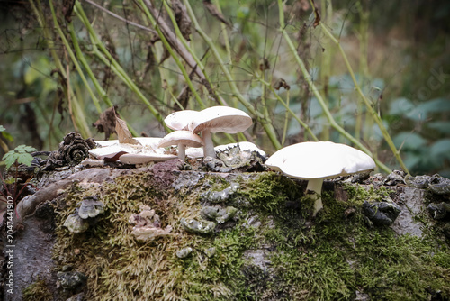 Weiße Dachpilze auf einem Baumstamm, Pluteus