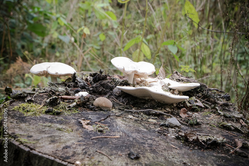 Weiße Dachpilze auf einem Baumstamm, Pluteus