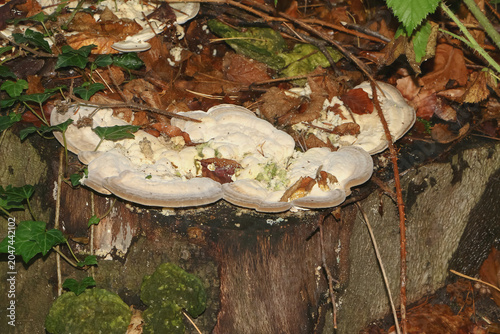 Pilz Weißer Porling auf einem Baumstamm, Oligoporus guttulatus 