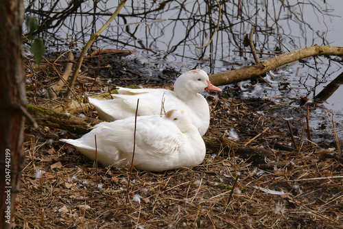 Zwei weiße Hausenten, sitzen am Ufer, Anas platyrhynchos domesticus