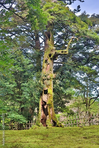 Kanazawama, Japan