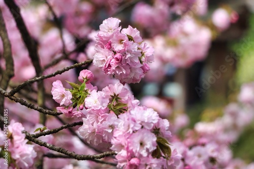 Kanazawama, Japan