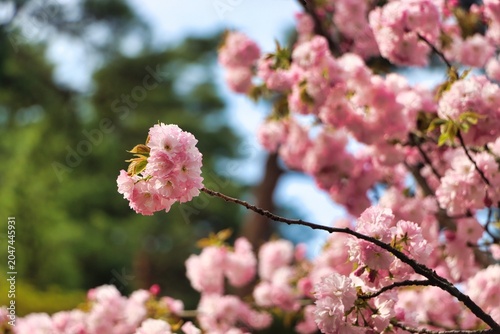 Kanazawama, Japan