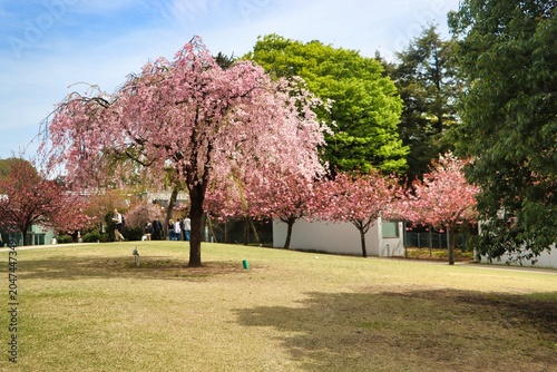 Kanazawama, Japan